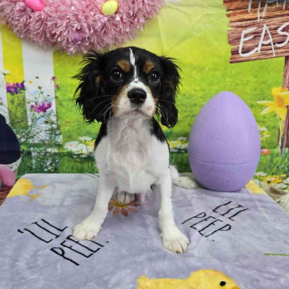 Male Cavalier King Charles Spaniel Puppy for Sale in Virginia Beach, VA