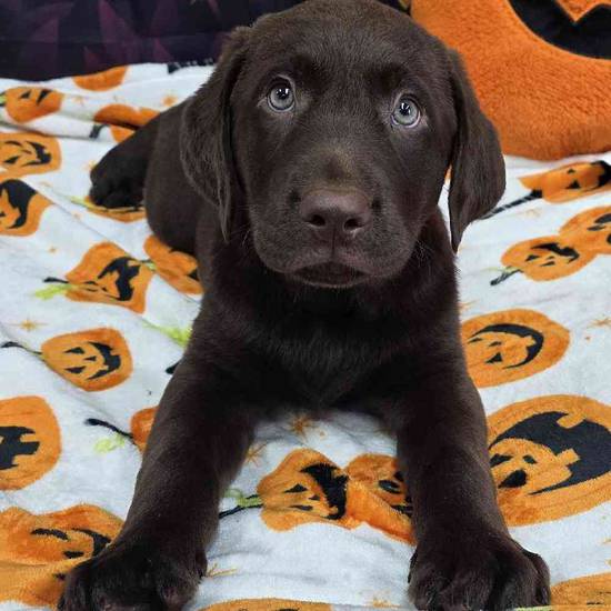 Labrador Retriever