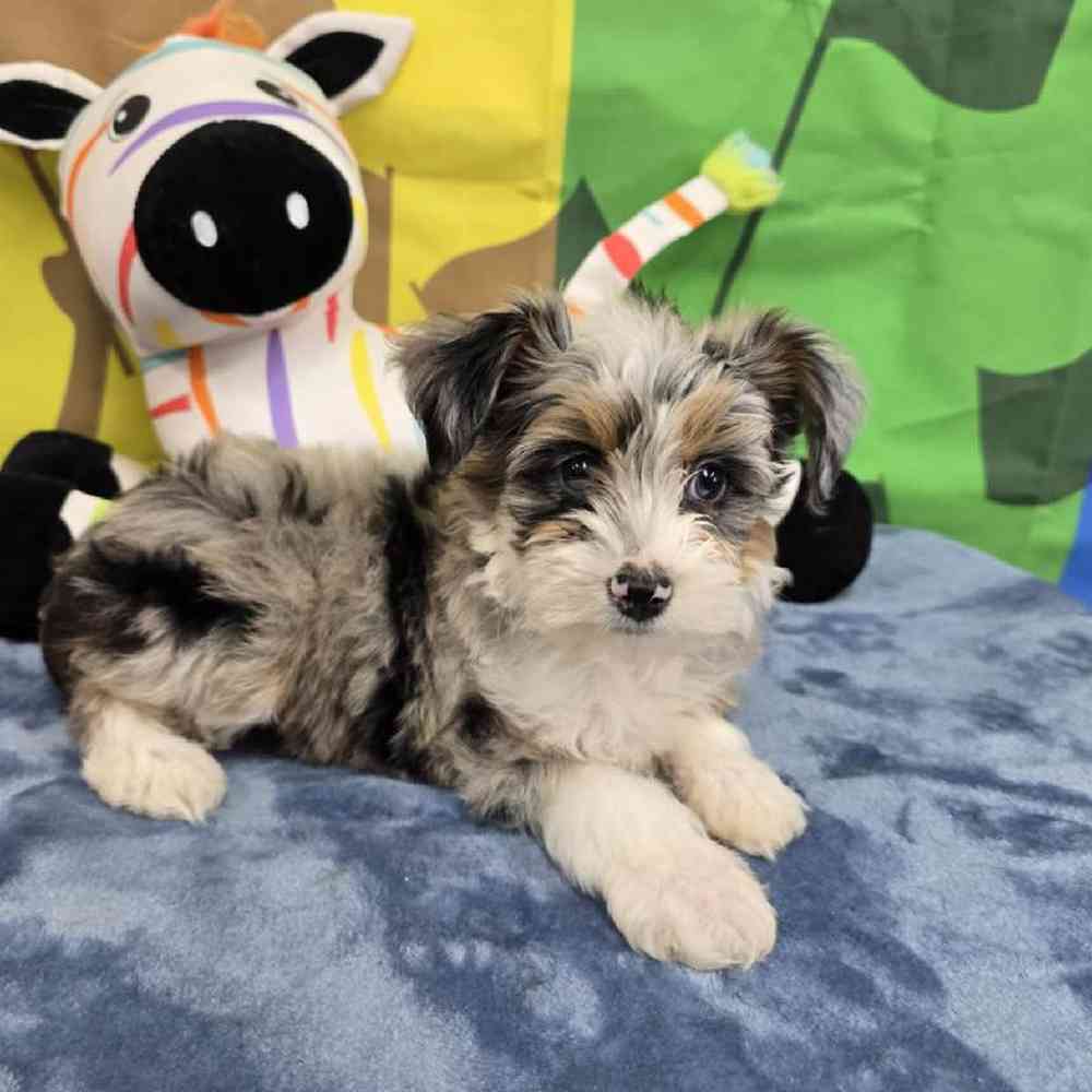 Female Mini Aussie Puppy for Sale in Virginia Beach, VA