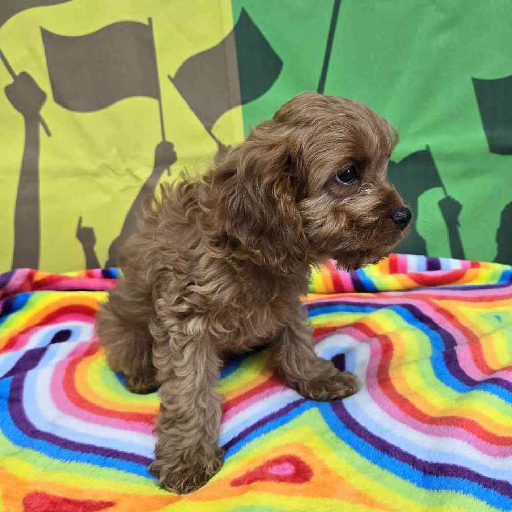 Male Cavapoo Puppy for Sale in Virginia Beach, VA