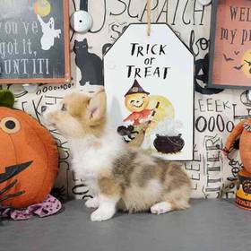 Pembroke Welsh Corgi