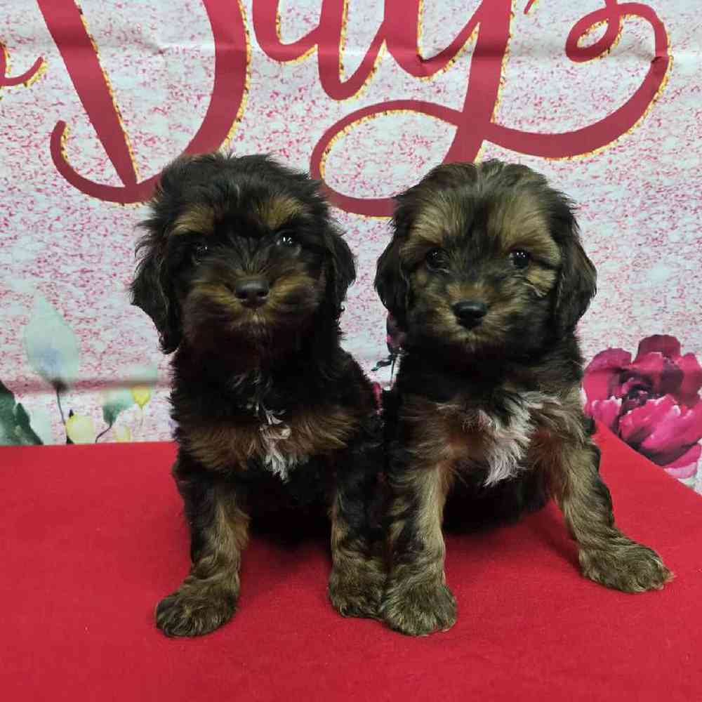 Male Cockapoo Puppy for Sale in Virginia Beach, VA