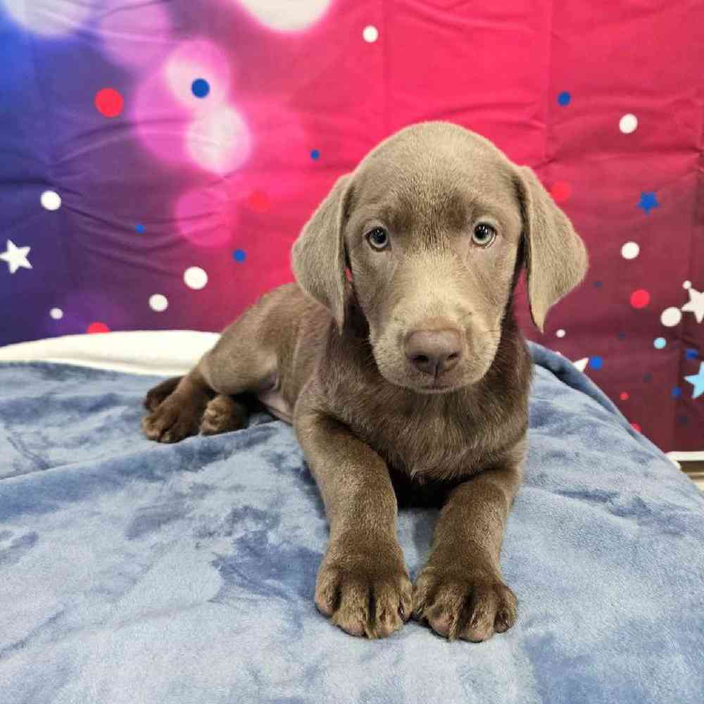 Female Labrador Retriever Puppy for Sale in Virginia Beach, VA