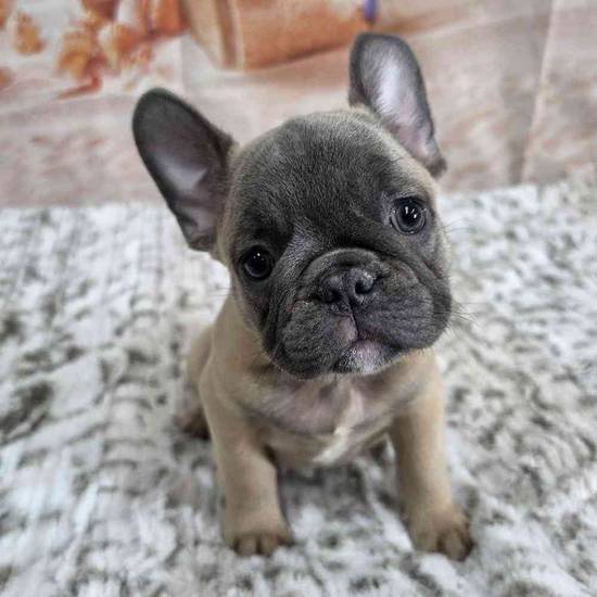 French Bulldog