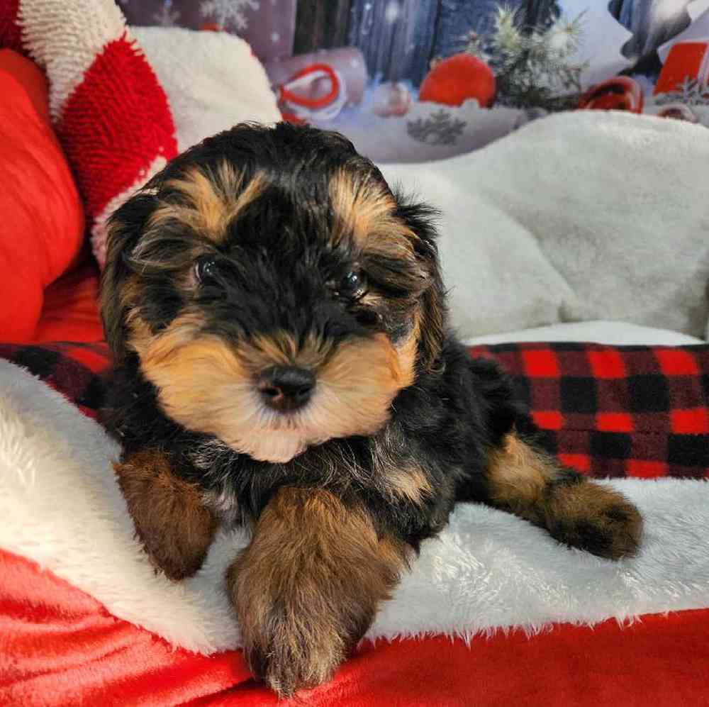 Male Morkie Puppy for Sale in Virginia Beach, VA