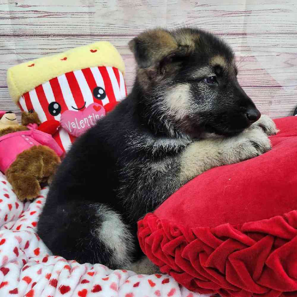 Male German Shepherd Puppy for Sale in Virginia Beach, VA