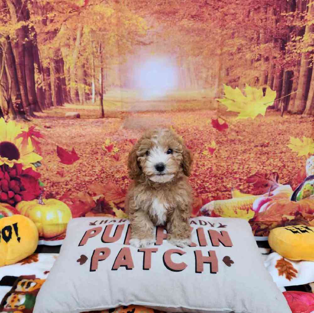 Female Cockapoo Puppy for Sale in Virginia Beach, VA