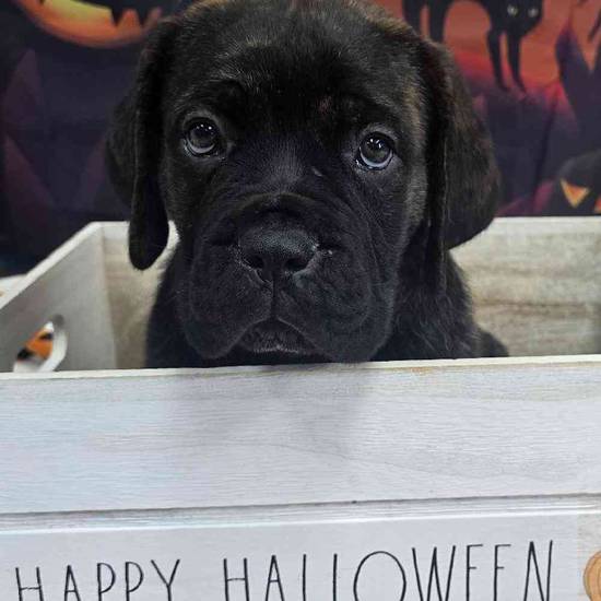 Cane Corso