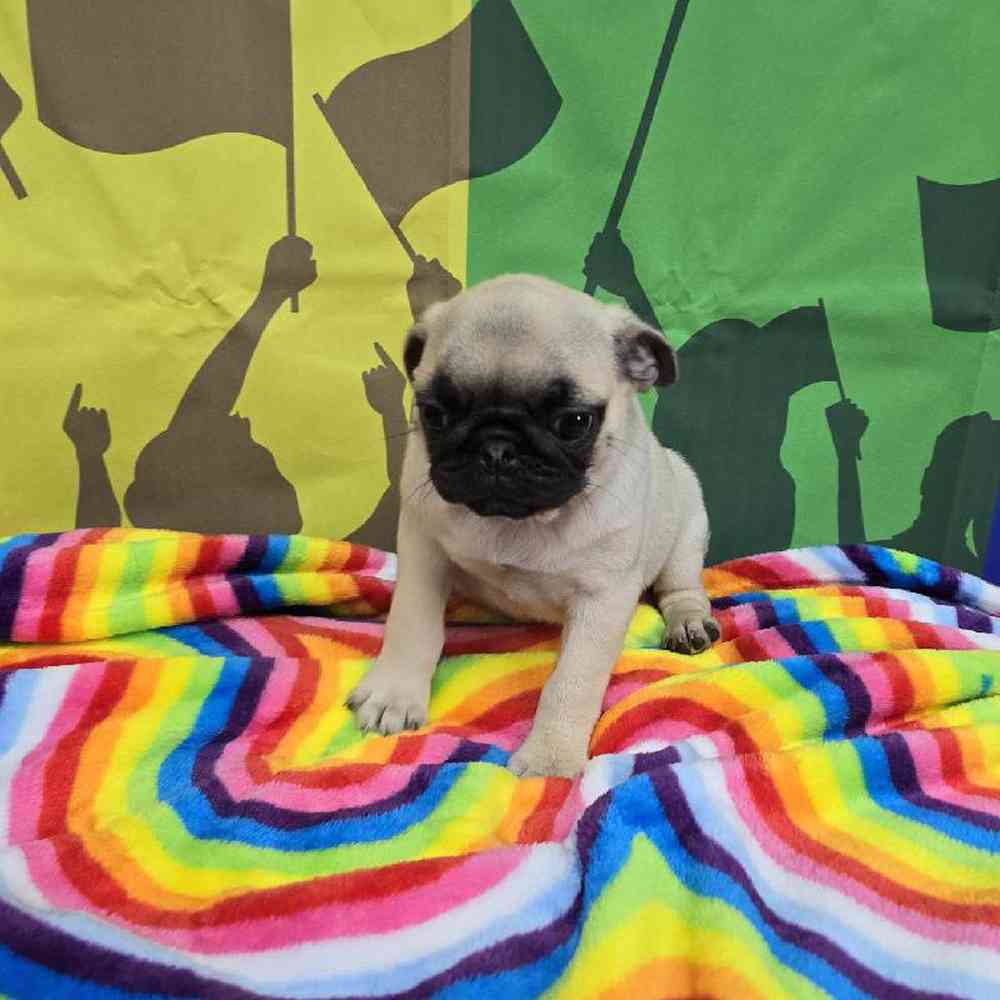 Female Pug Puppy for Sale in Virginia Beach, VA