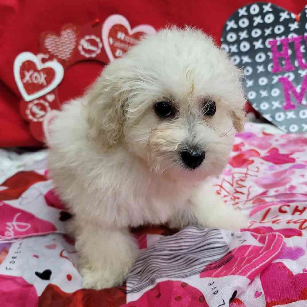 Female Mini Poodle Puppy for Sale in Virginia Beach, VA