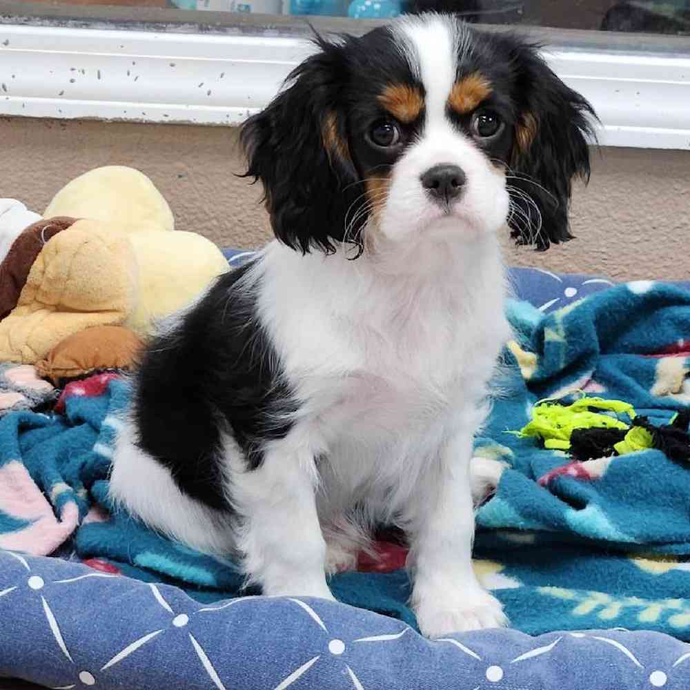 Male Cavalier King Charles Spaniel Puppy for Sale in Virginia Beach, VA