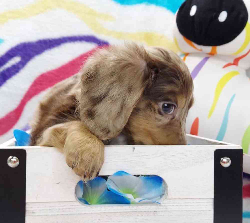 Male Dachshund Puppy for sale