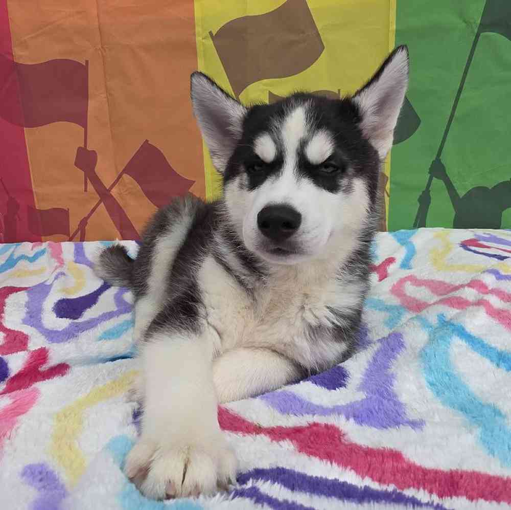 Male Siberian Husky Puppy for Sale in Virginia Beach, VA