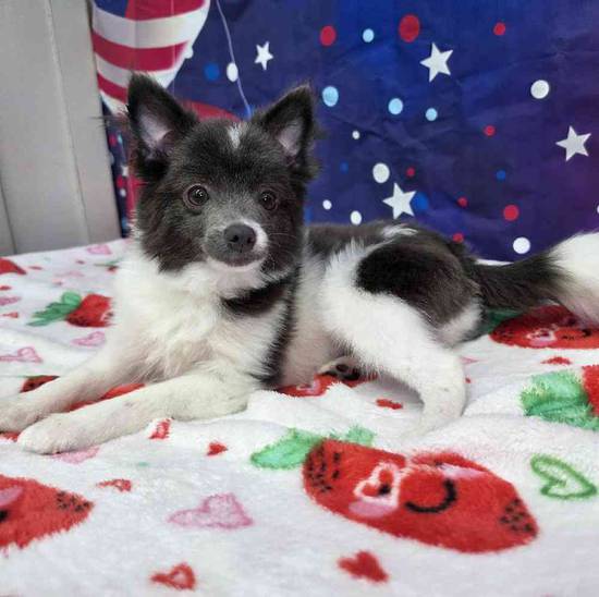 Pomeranian
