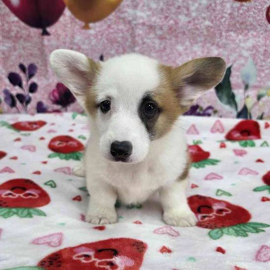 Pembroke Welsh Corgi