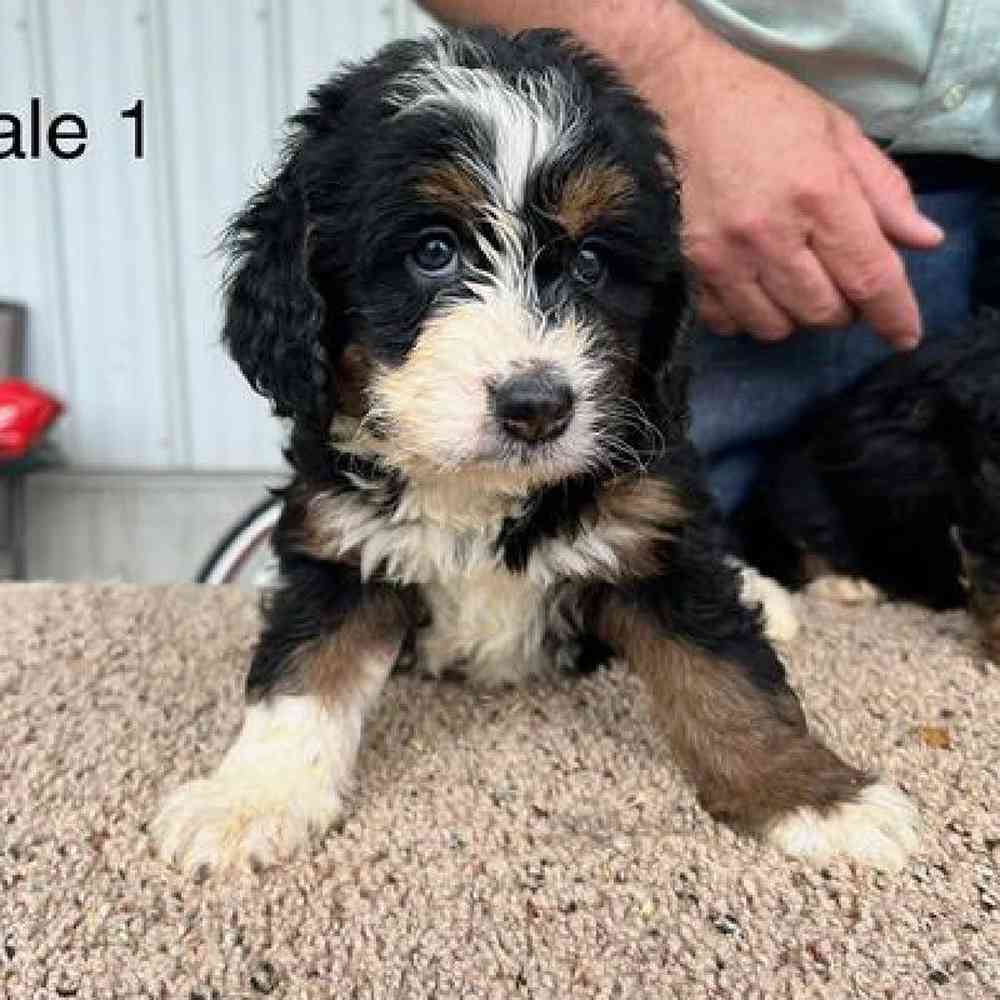 Female Mini Bernadoodle Puppy for Sale in Virginia Beach, VA