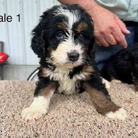 Mini Bernadoodle