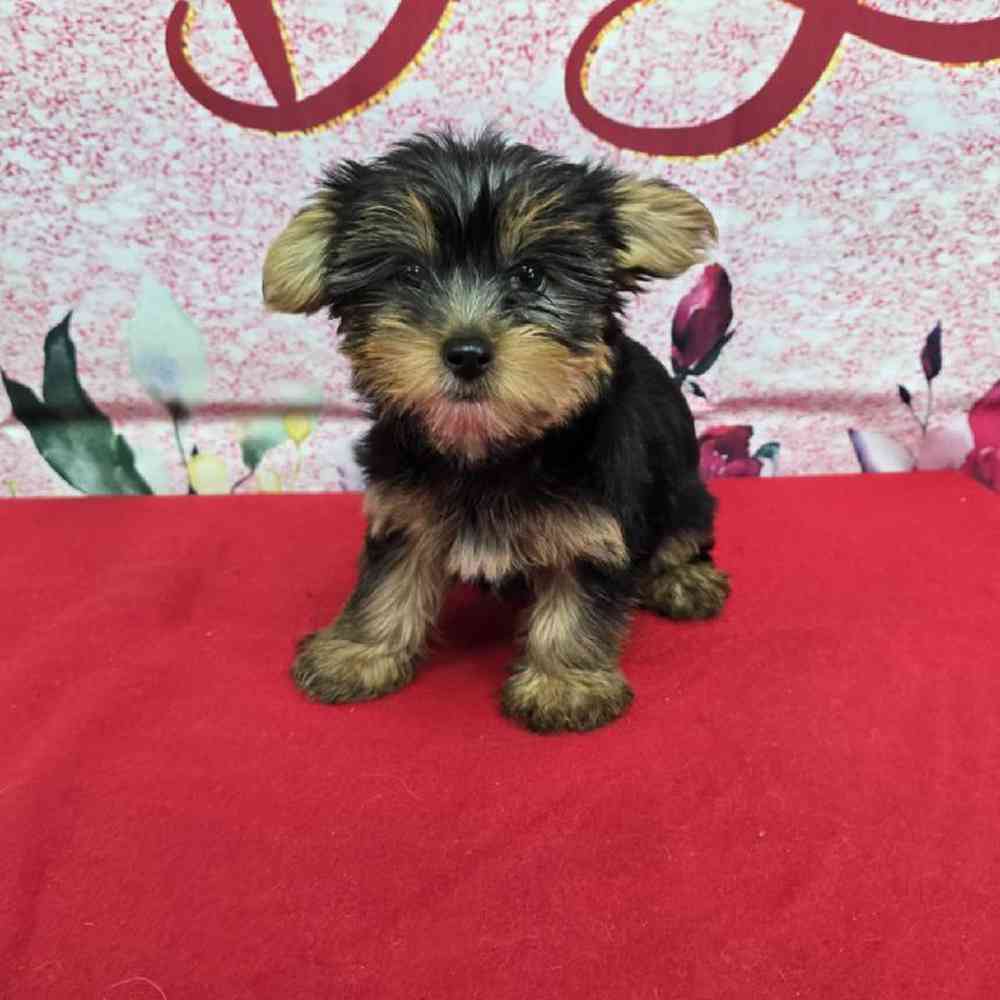 Female Yorkie Puppy for Sale in Virginia Beach, VA
