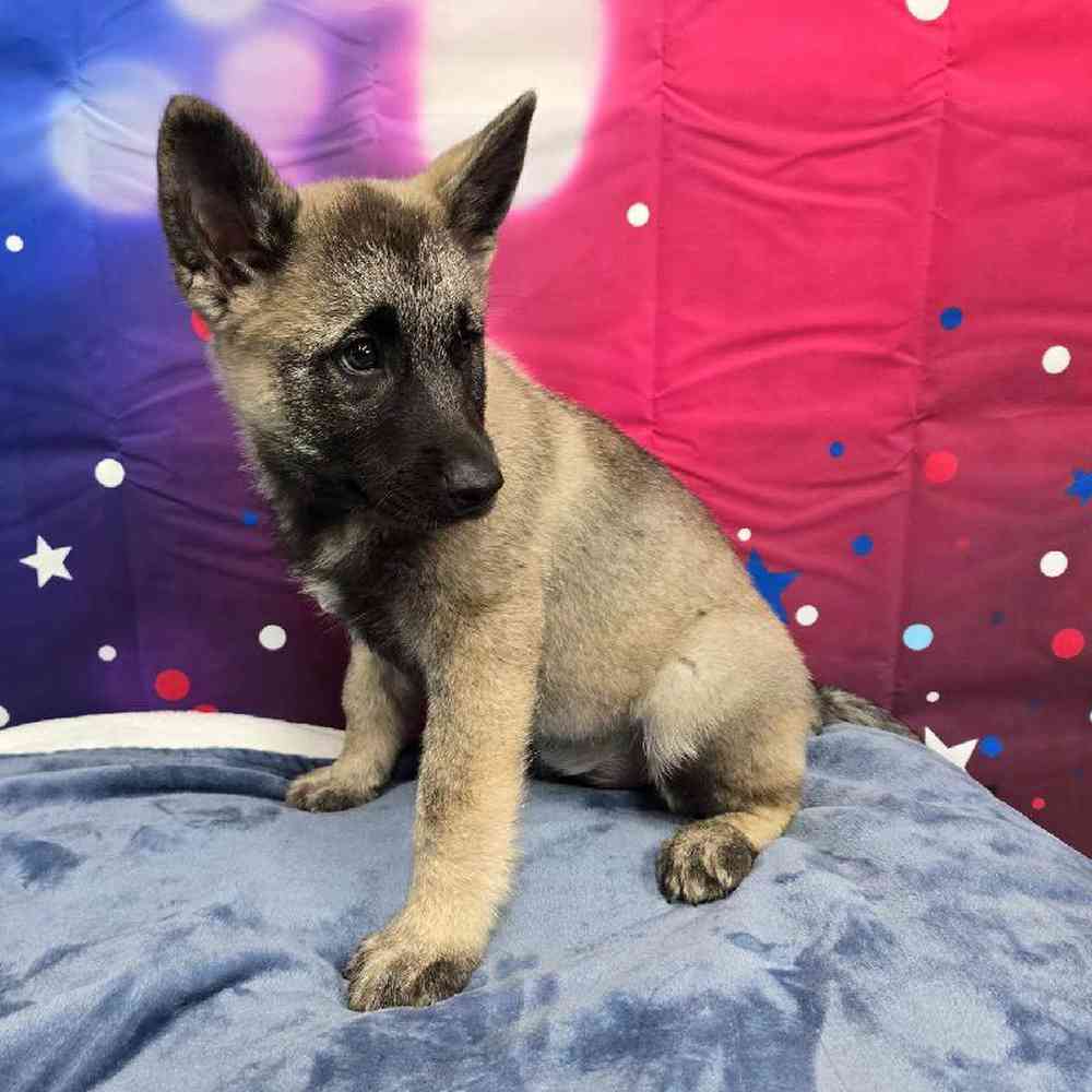 Male Norwegian Elkhound Puppy for Sale in Virginia Beach, VA