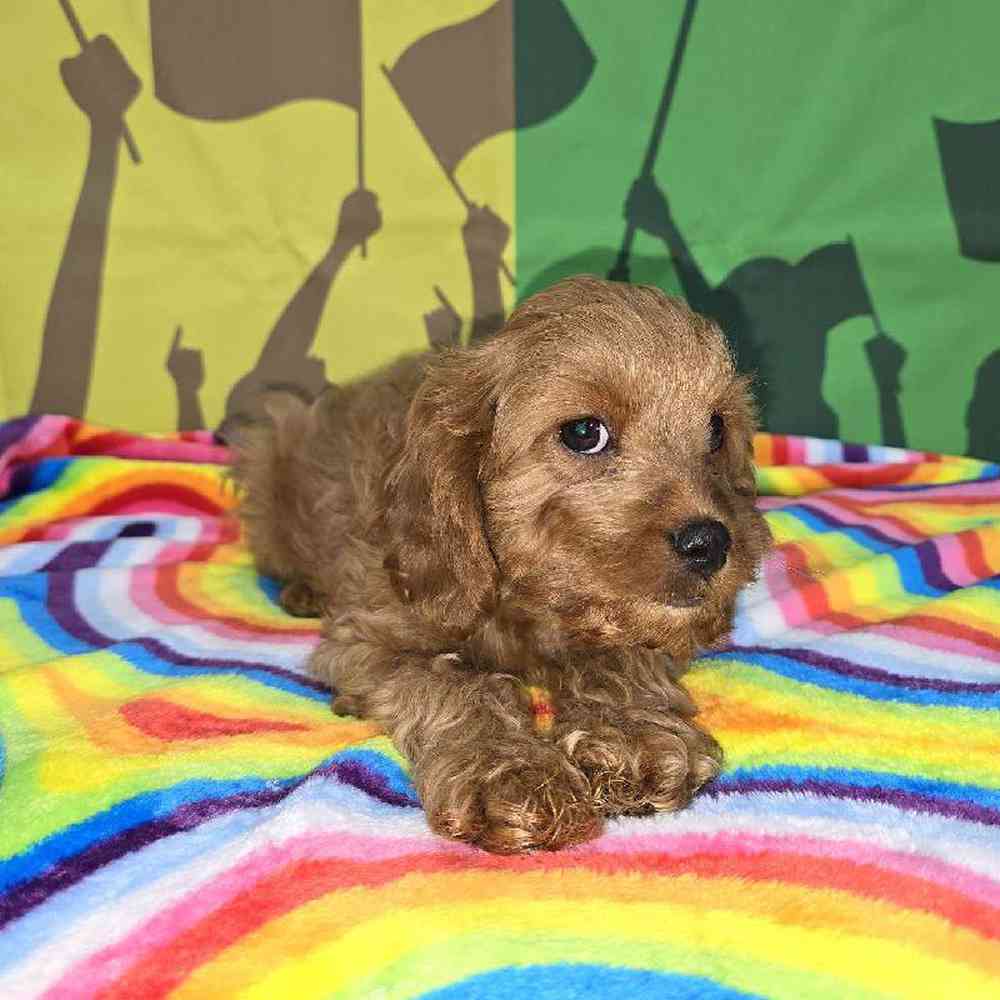 Male Cavapoo Puppy for Sale in Virginia Beach, VA