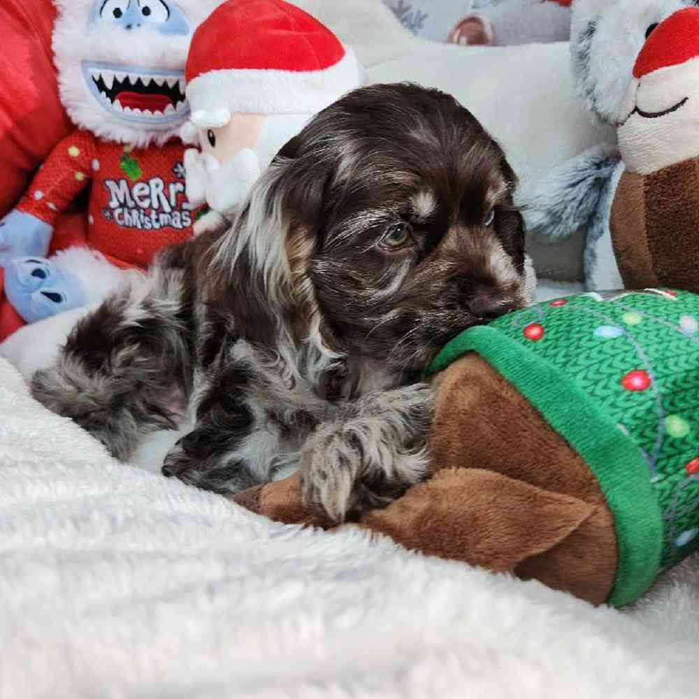 Male Cocker Spaniel Puppy for Sale in Virginia Beach, VA