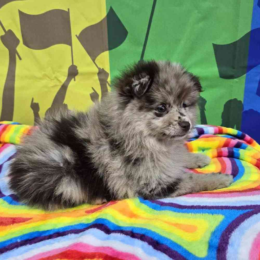 Female Pomsky Puppy for Sale in Virginia Beach, VA