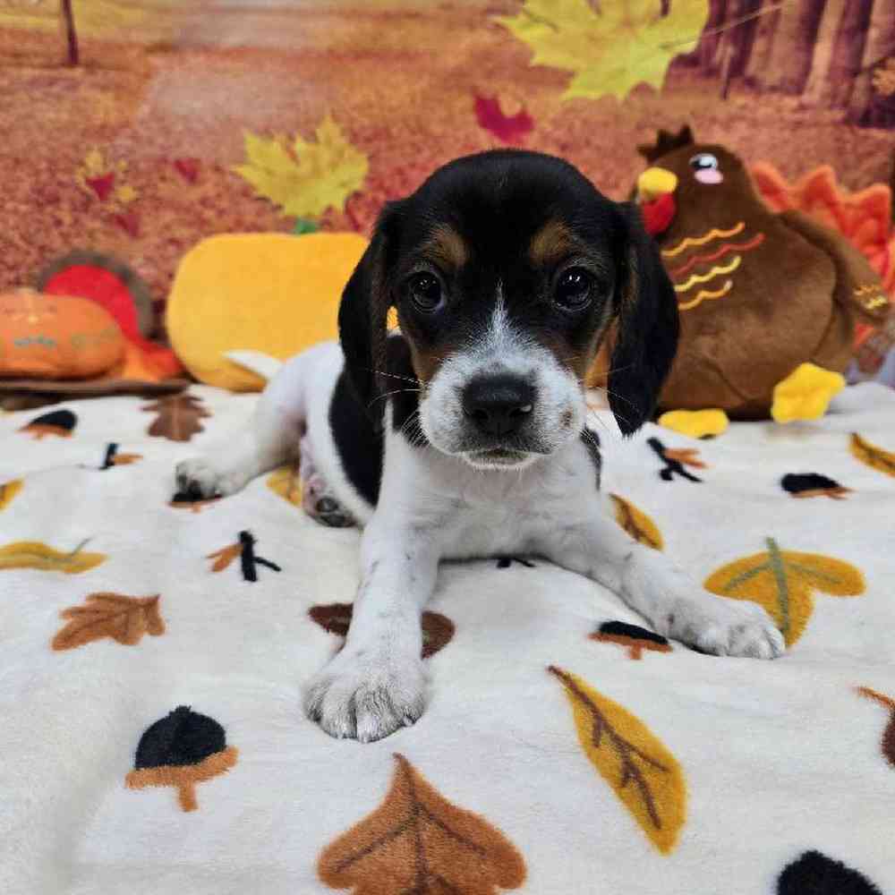 Male Beagle Puppy for Sale in Virginia Beach, VA