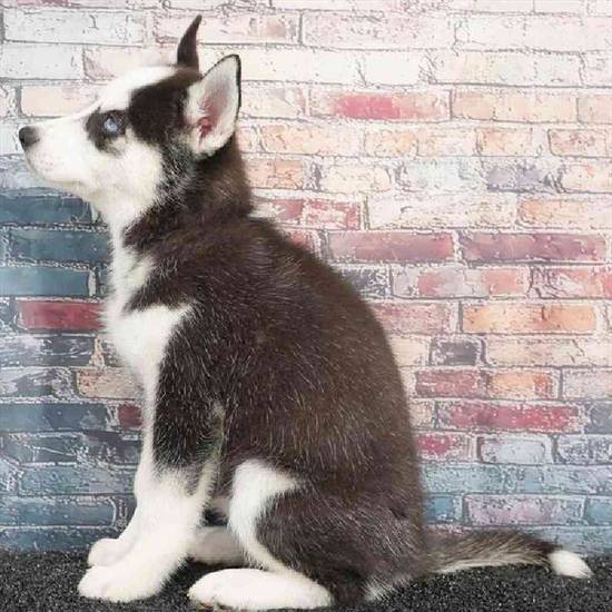 Siberian Husky