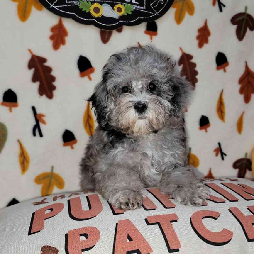 Female Maltipoo Puppy for sale