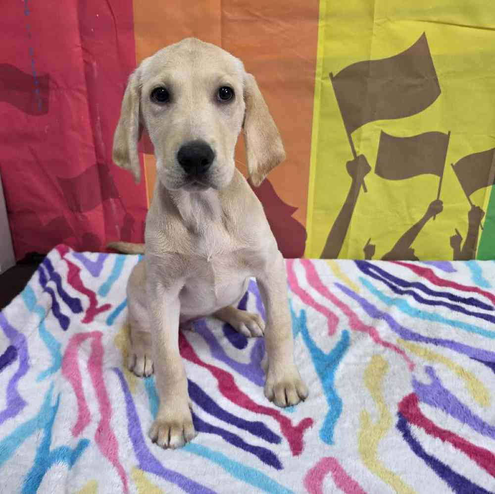 Female Labrador Retriever Puppy for Sale in Virginia Beach, VA