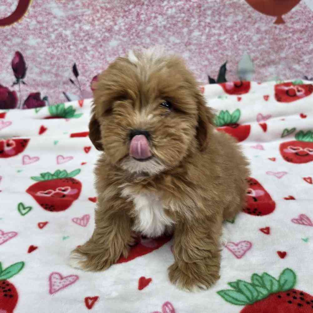 Female Shipoo Puppy for Sale in Virginia Beach, VA