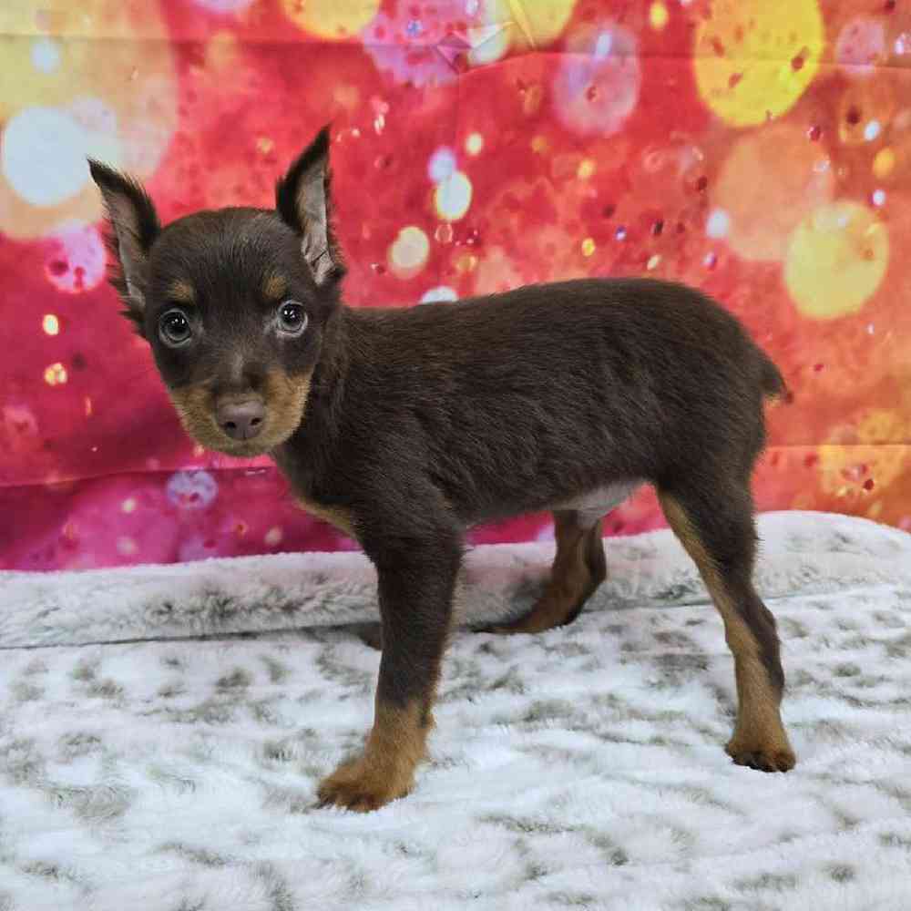 Male Min Pin Puppy for Sale in Virginia Beach, VA