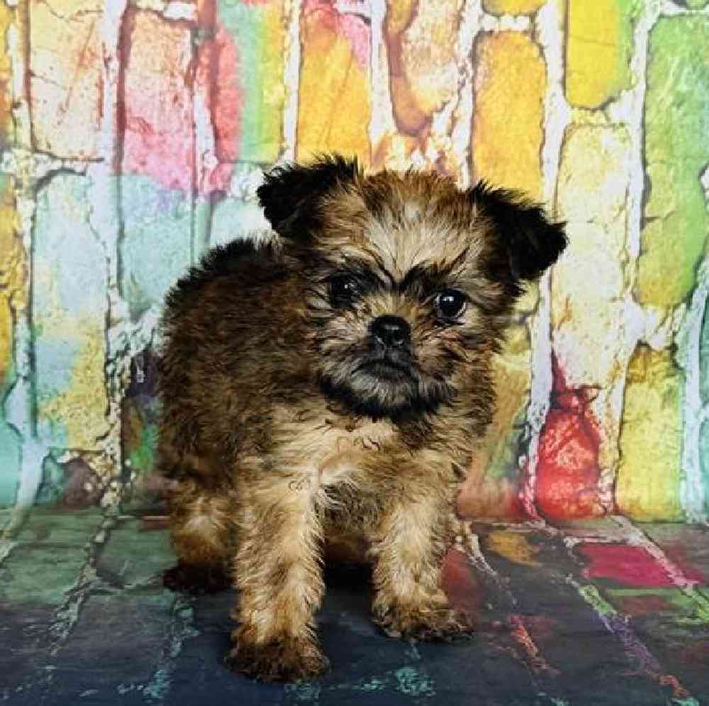 Image of a pet breed in the gallery