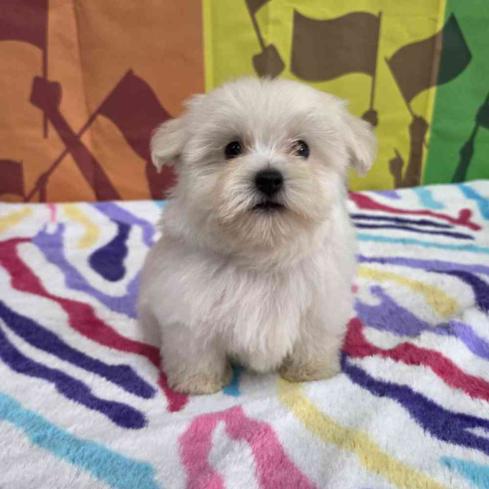 Image of a pet breed in the gallery