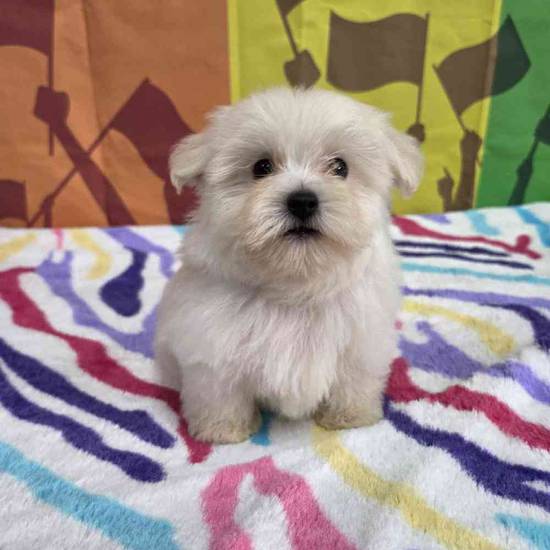 Maltese