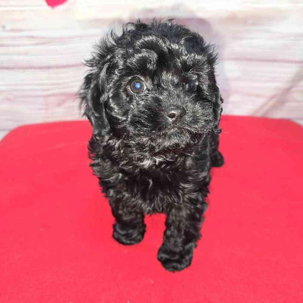 Female Cavapoo Puppy for Sale in Virginia Beach, VA