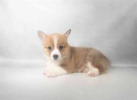 Pembroke Welsh Corgi