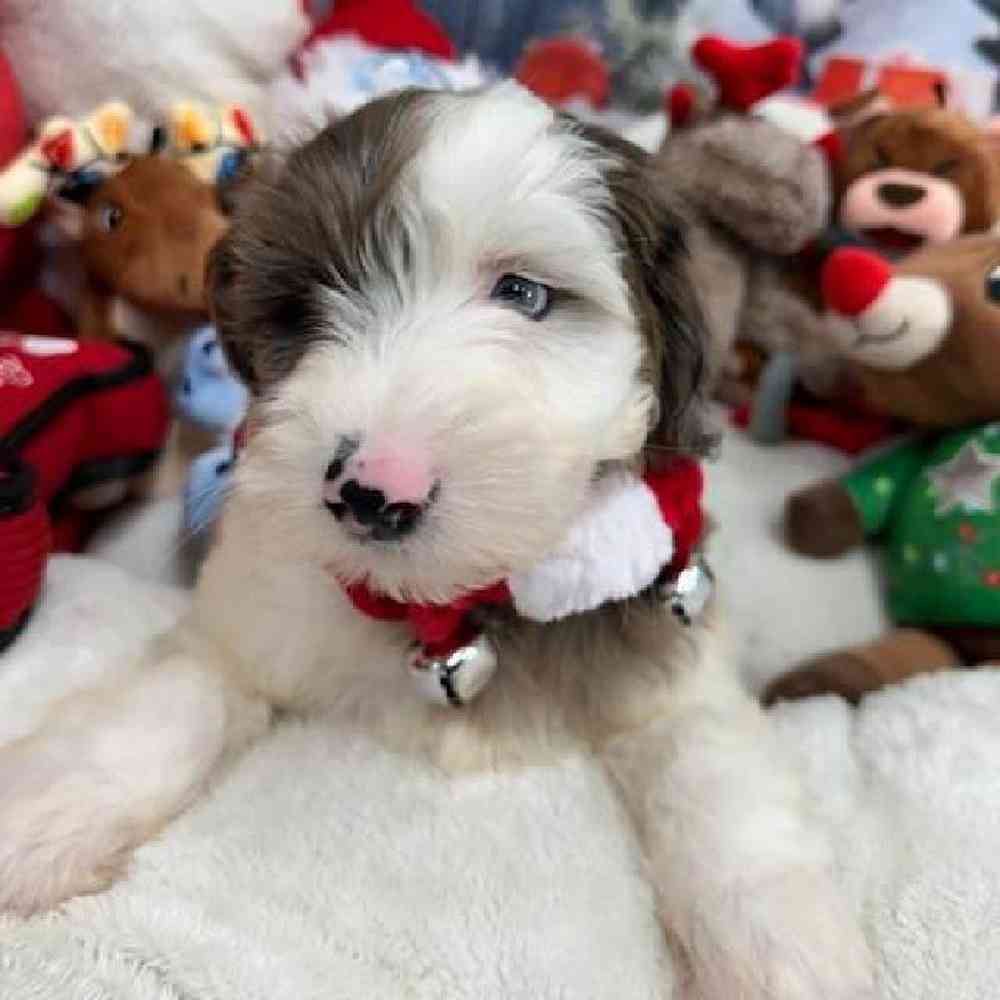 Female Mini Goldendoodle Puppy for Sale in Virginia Beach, VA