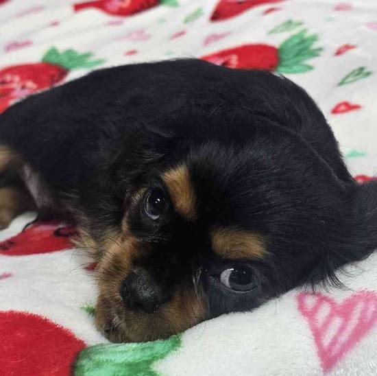 Cavalier King Charles Spaniel