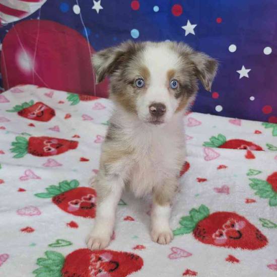 Mini Aussie