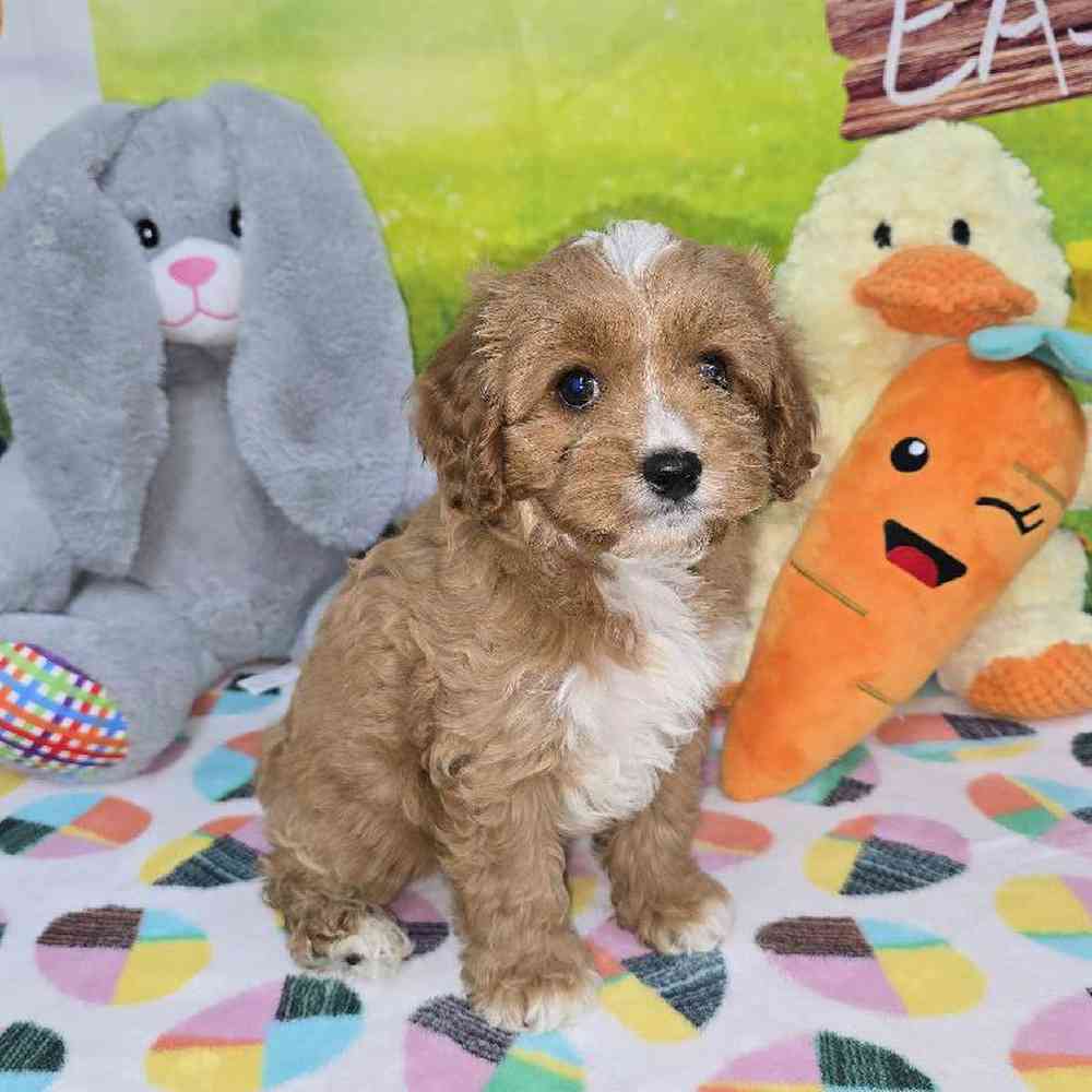 Female Cavapoo Puppy for Sale in Virginia Beach, VA