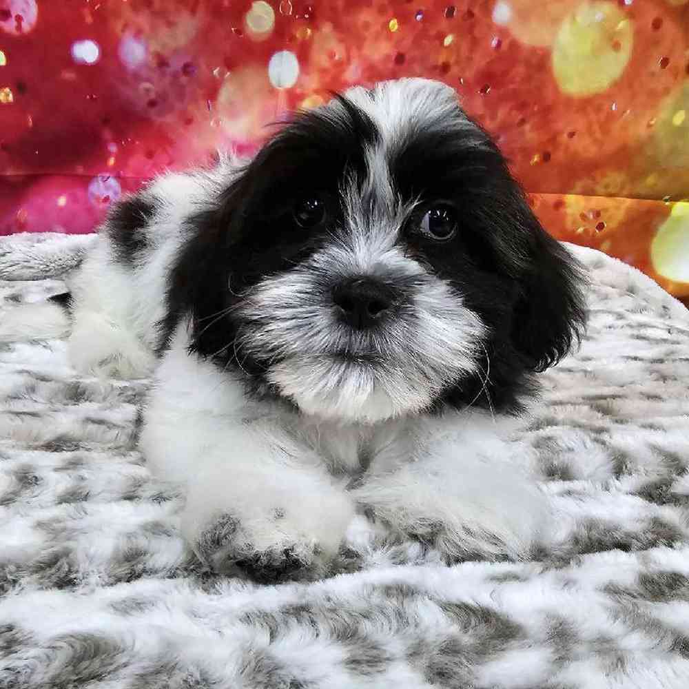 Male Malshi Puppy for Sale in Virginia Beach, VA