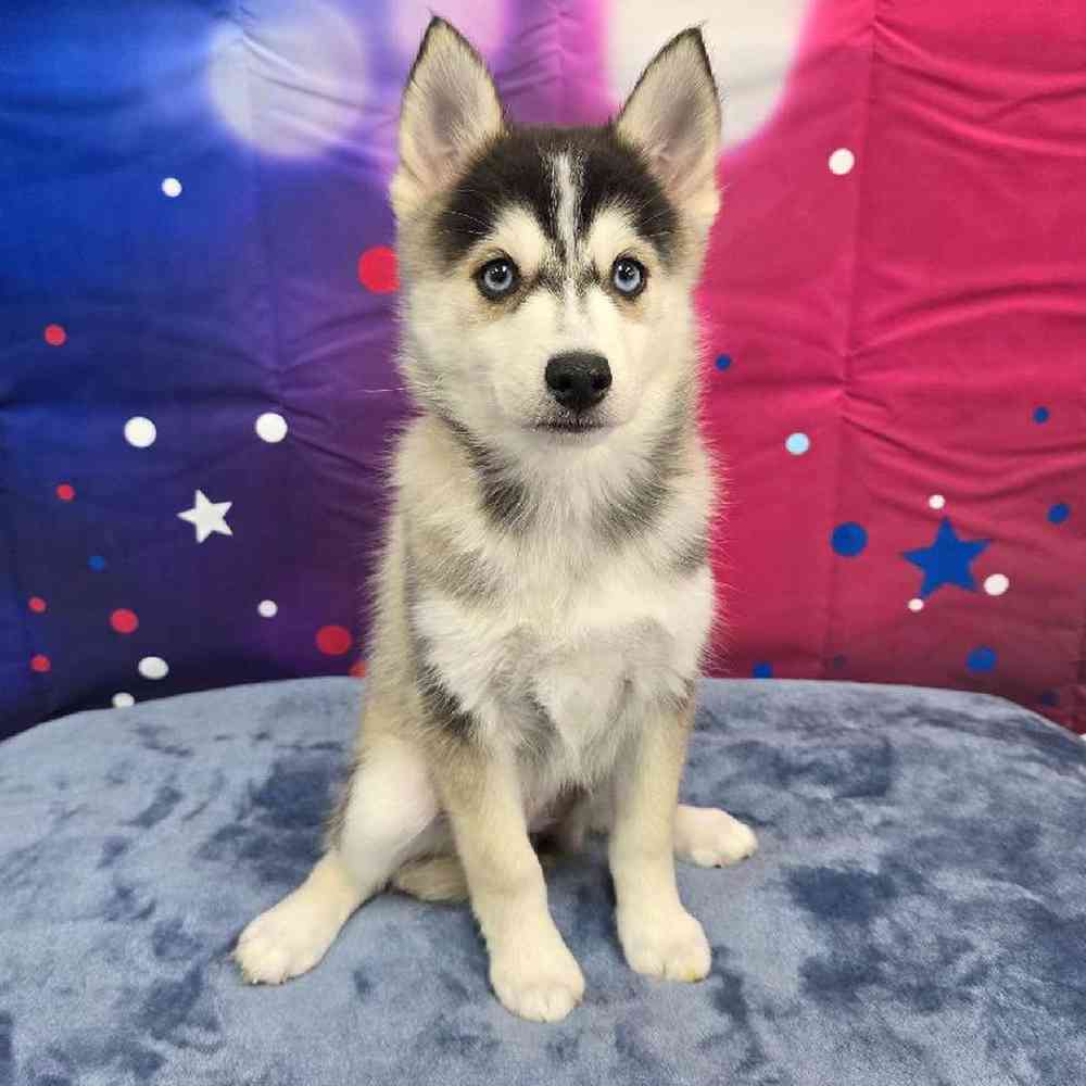 Female Pomsky Puppy for Sale in Virginia Beach, VA
