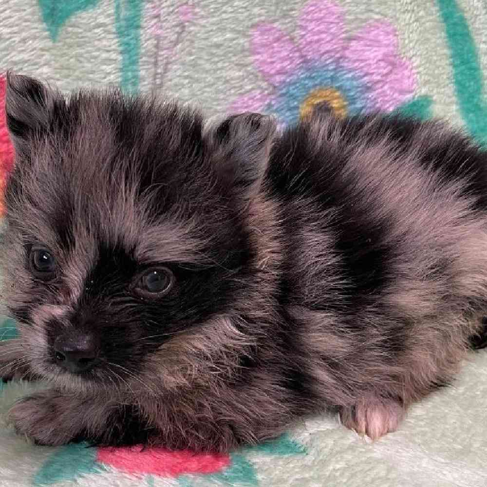 Female Pomeranian Puppy for sale