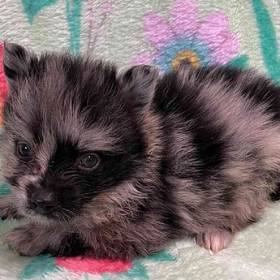 Pomeranian