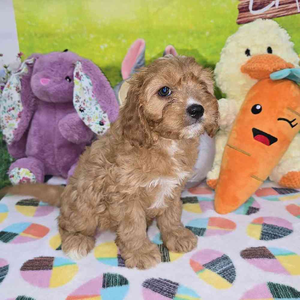 Female Cavapoo Puppy for Sale in Virginia Beach, VA