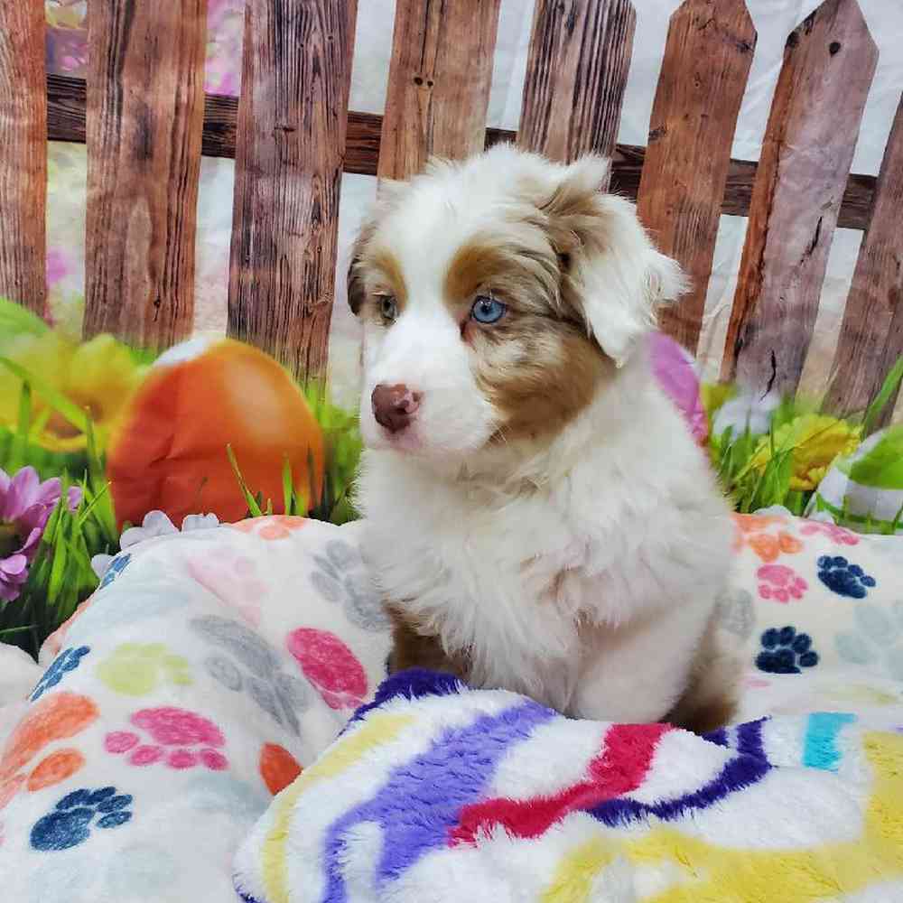 Male Australian Shepherd Puppy for Sale in Virginia Beach, VA
