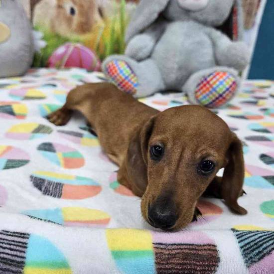 Dachshund