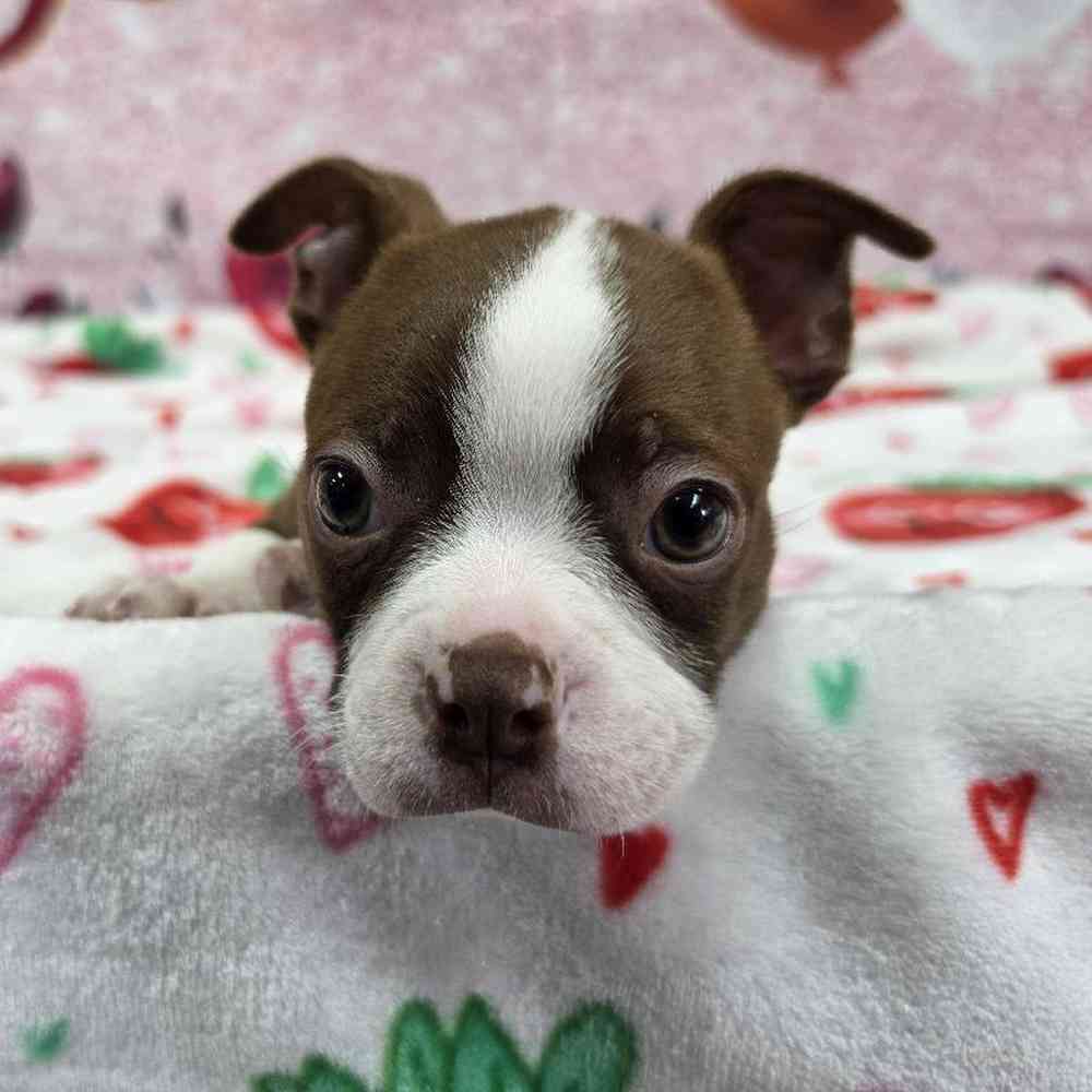 Male Boston Terrier Puppy for Sale in Virginia Beach, VA
