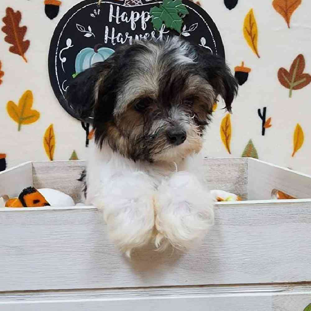 Male Morkie Puppy for sale